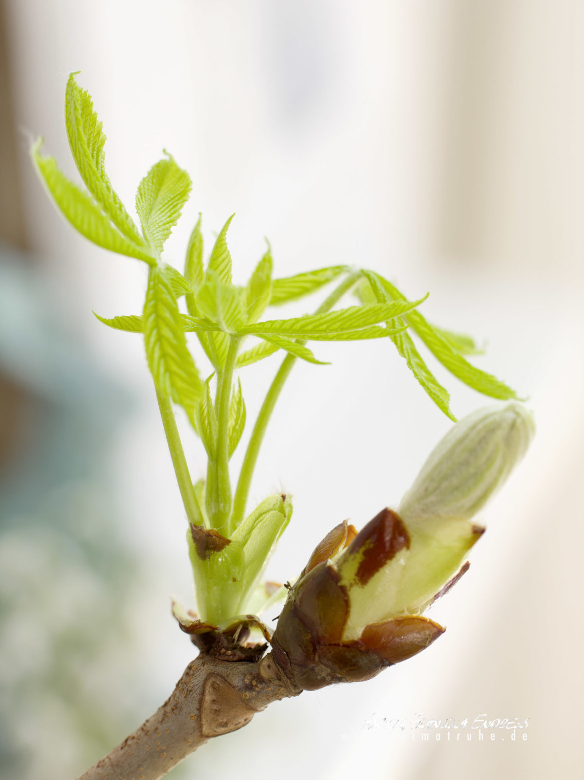 4578-2021-03-23AFE-DECO