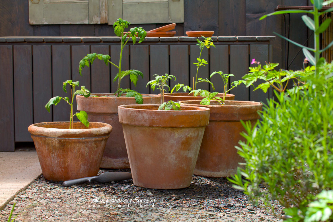 tomaten_02