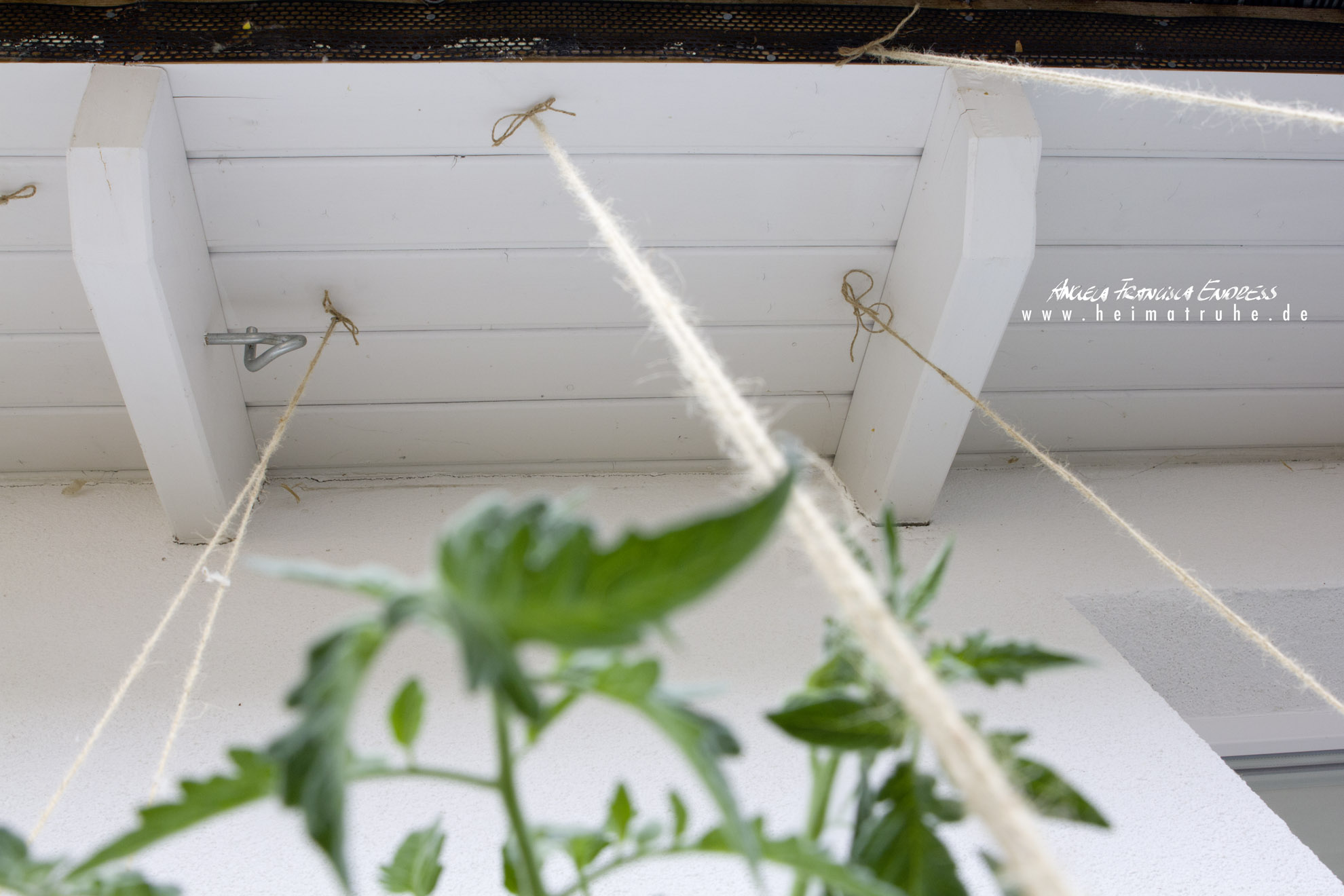 Blick unters Dach mit den angebundenen Tomaten