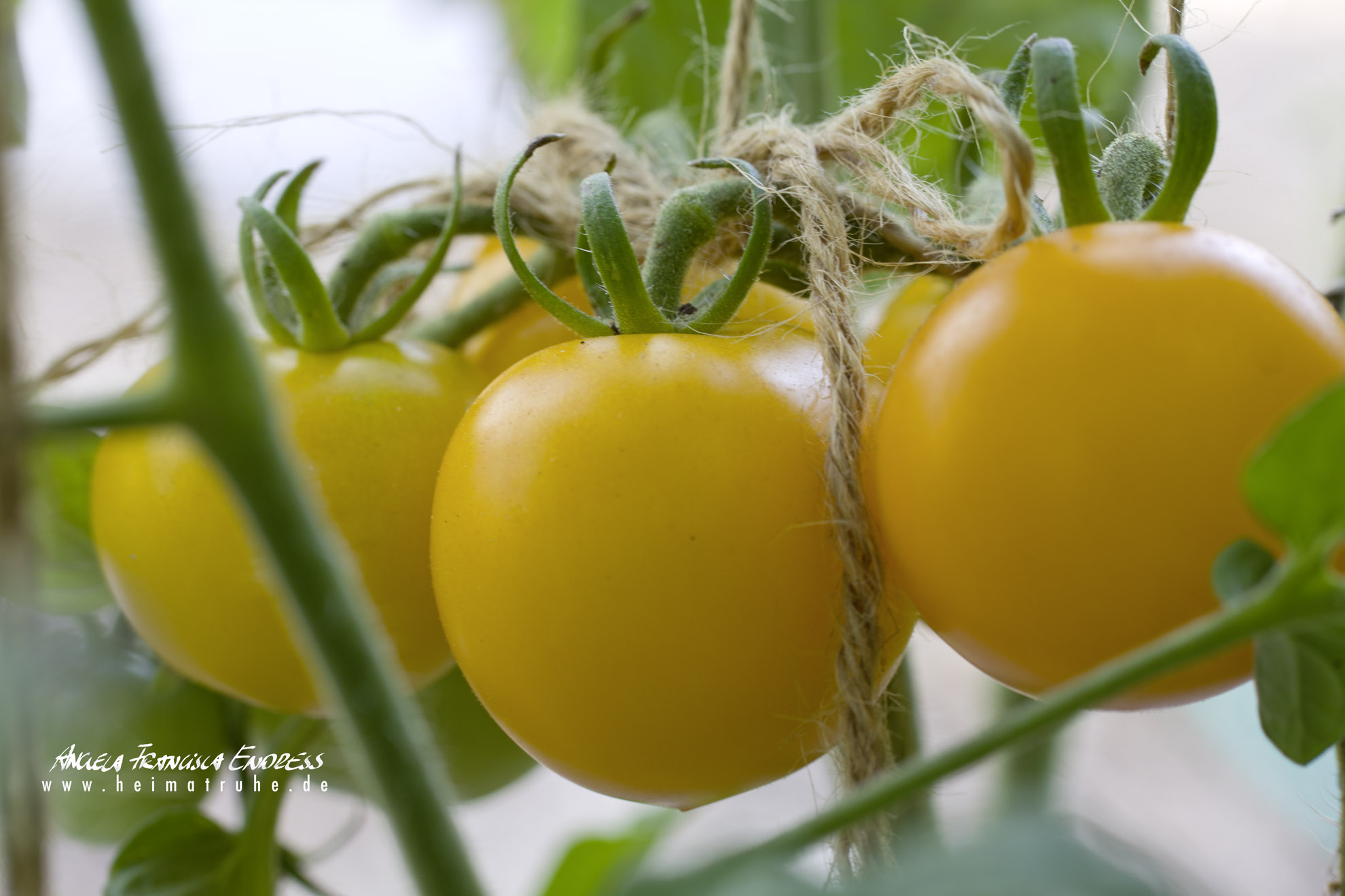 Gelbe Tomate close up