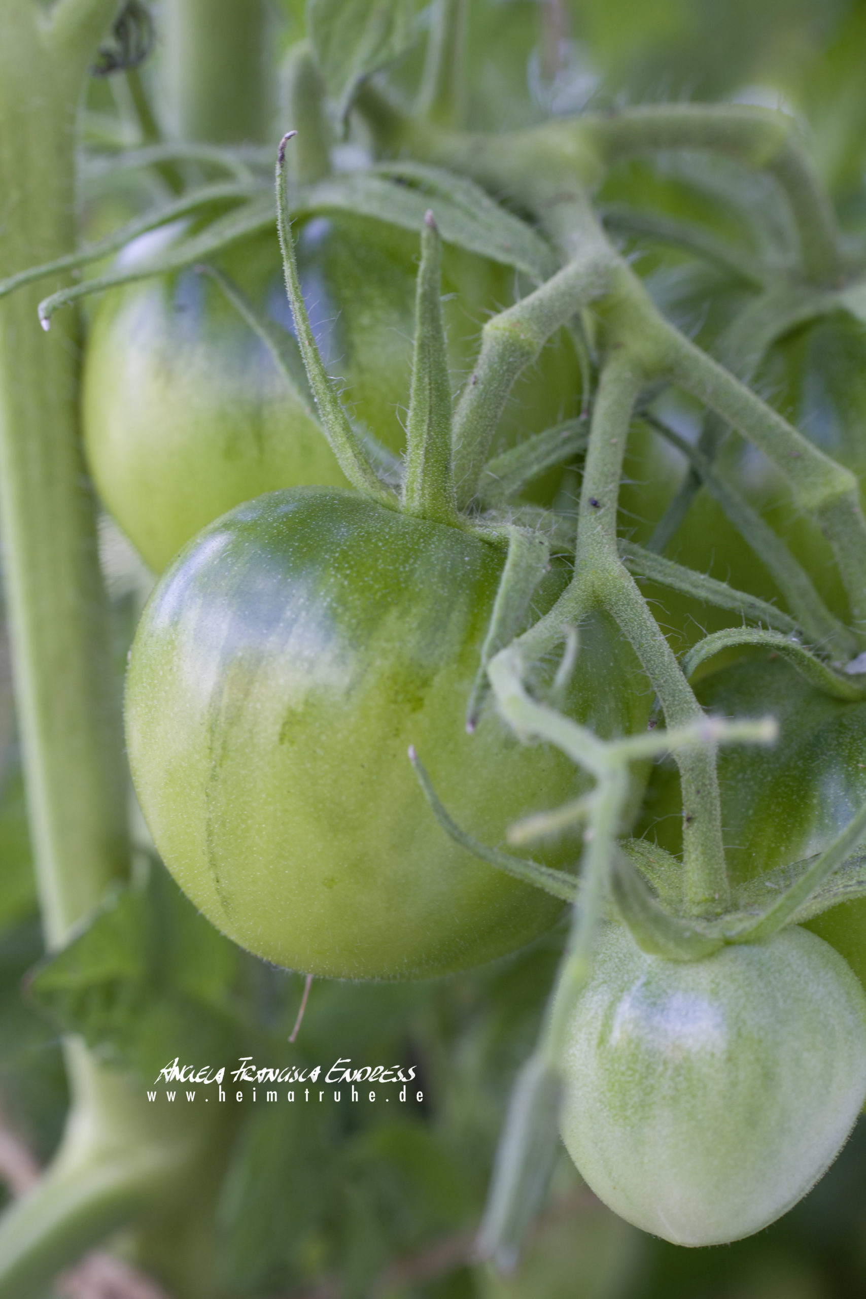 Grün gestreifte Tomate