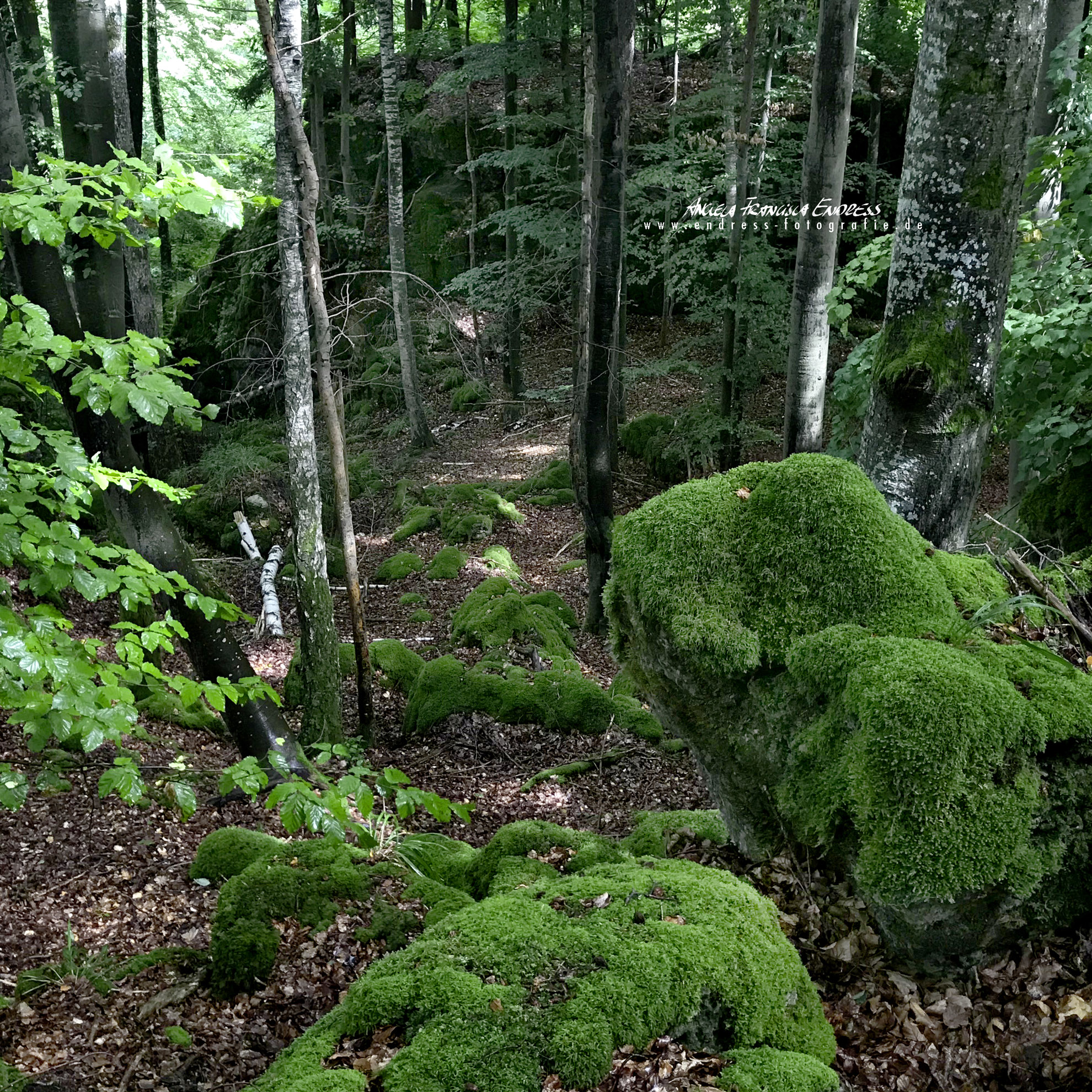 bemooste Felsen und Schlucht im Wald
