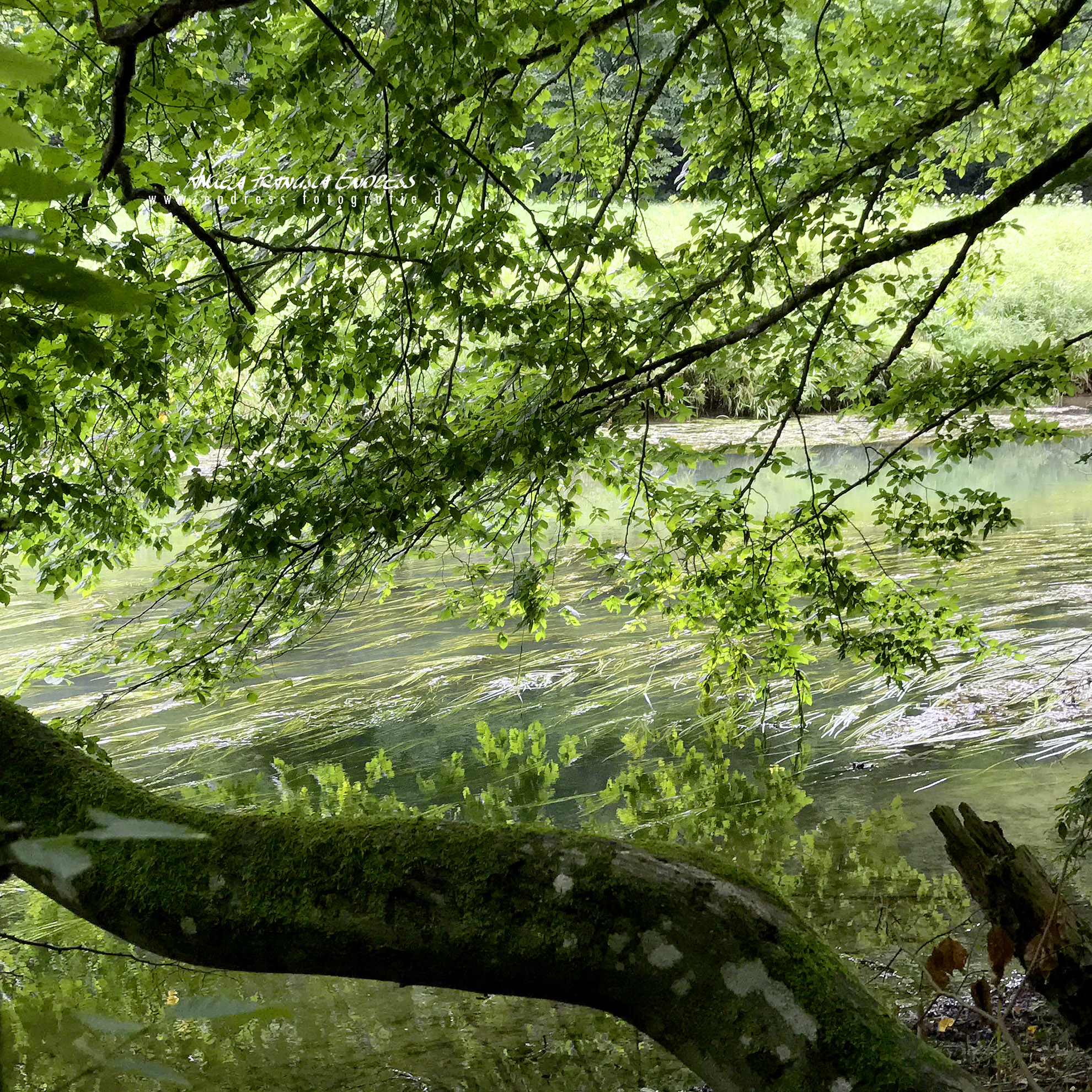 Wiesent Fluss mit Ufer und Bäumen
